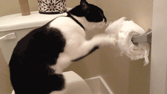 cat-humor-cats-vs-toilet-paper-gif-2