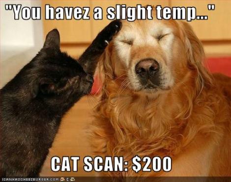 funny-pictures-cat-scans-dog