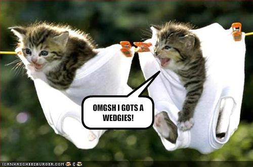 funny-kittens-pictures-3.jpg