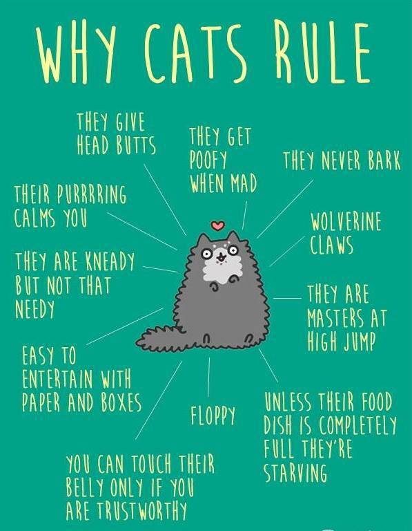 why-cats-rule.jpg