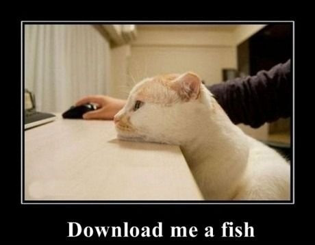 funnycatdownloadfish.jpg