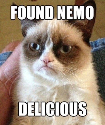 funnycatfoundnemo